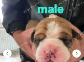 Old Tyme English Bulldog x Boxer Puppies - 4 Boys & 1 Girl