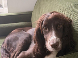 Cocker Spaniel Puppies for sale