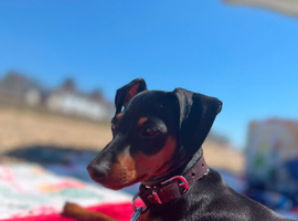 Mini pinscher for sale