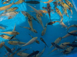 Koi carp
