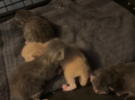 Rag doll kittens