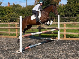 Genuine Allrounder / Fun mare