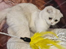 Scottish fold girl
