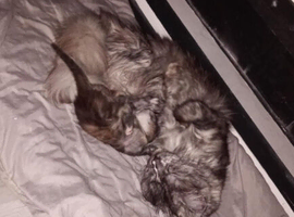 Mainecoon x for sale