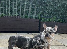 French Bulldog Puppies Ready Now