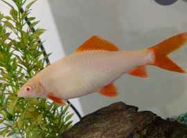 Albino shark