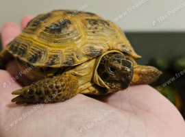 Horsfield tortoise and full set up