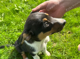 Tri colour dog