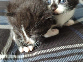 Bengal Cross Kittens
