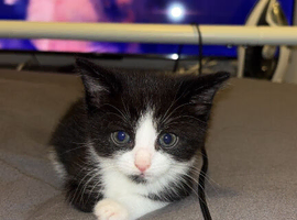 Kitten for sale