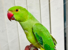 Baby Green Ringneck Talking Parrot