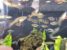 Endler Guppies