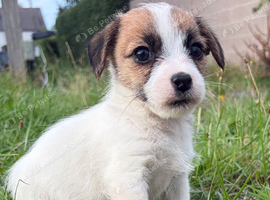 Miniature Jack Russell&rsquo;s