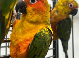 Hand Reared Baby Sun Conures