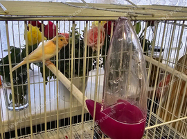 Canary plus cage