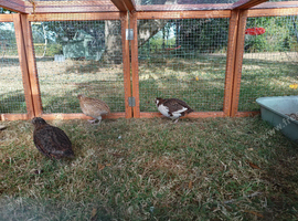 3 beautiful marked Quail