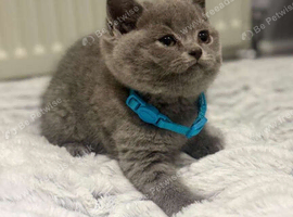 Blue British shorthair kittens