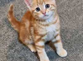 2 ginger kittens