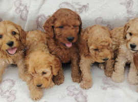 Miniature cockapoo puppies