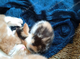 6 kittens all breed's and mixed colours 6nhalf Weeks 9ld