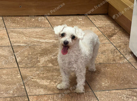 4 years old Maltese female