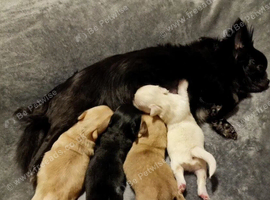Chihuahua Puppies Looking for Loving Homes