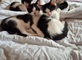 4 female kittens