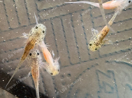 axolotl babies