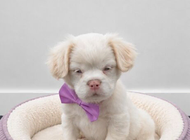 Fluffy frenchie cross.