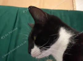 Female Tuxedo Cat in need of Rehoming