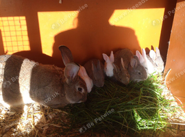 Continental giant cross rex babies READY TO GO NOW