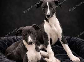 2 black and white kc whippet pups