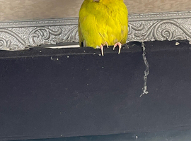 Kakariki for sale &ndash; &pound;75