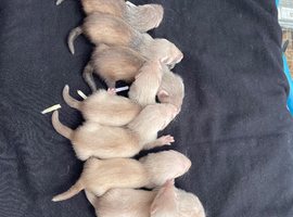 Polecat x semi angora silver kits