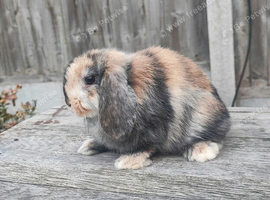 Minilop bunnies and Adult Female