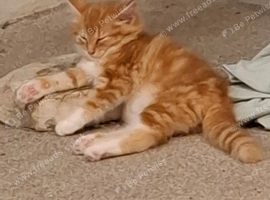 Adorable fluffy ginger kitty