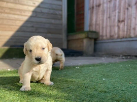 Beautiful Golden Retriever Puppies &ndash; 3 Boys & 3 Girls &ndash; Ready 15th March &ndash; Vaccinated & Microchipped