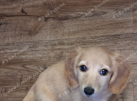 Cream mini dachshunds