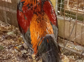 Shamo cross cock