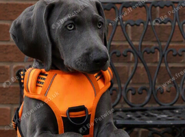 KC Weimaraner Girl - Ready for Her Forever Home