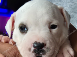 White Staffies
