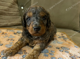 Miniature cavapoos