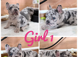 French bulldog puppies