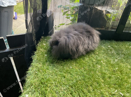 Sable and black double mane mini lion lop baby rabbits girls