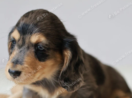 Miniature Dachshund Puppies