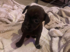Lakeland x Patterdale.