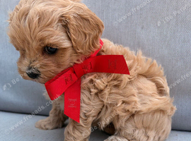 Asian toy F1 Maltipoo