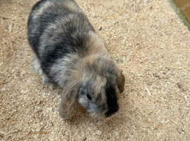 Stunning Baby mini lop rabbits
