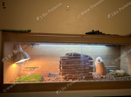 Male Bearded Dragon For Sale