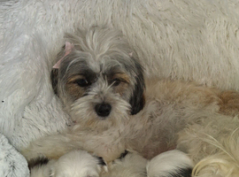 Malshi puppies